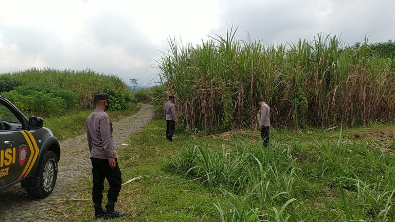 Himbauan antisipasi kerawanan gangguan kamtibmas di Eks Perkebunan Karangnongko