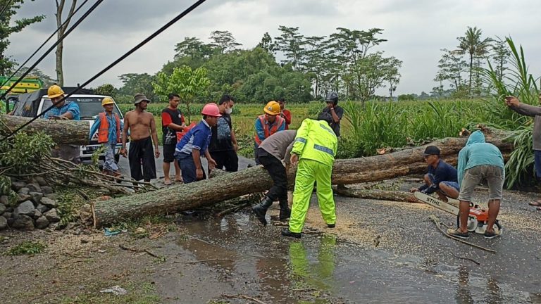 Polsek Ponggok Evakuasi Pohon Tumbang Di Jalan Alteri Raya Blitar-Kediri