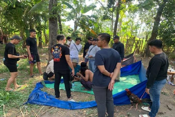 Polres Situbondo Gerebek Arena Judi Sabung Ayam