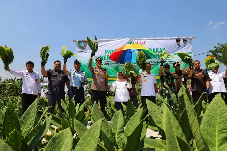 Panen Tembakau Melimpah, Bupati Jombang Beri Apresiasi 