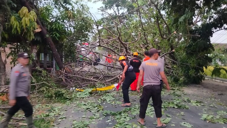 Gercep Polisi Bersama Warga Tangani Pohon Tumbang Akses Jalan Raya di Magetan Kembali Lancar