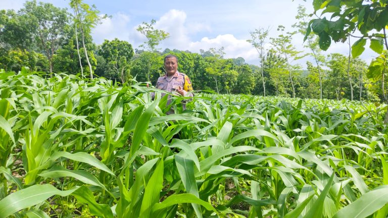 Polres Nganjuk Optimis Hasil Panen Jagung di Ngluyu dan Bagor Akan Memuaskan