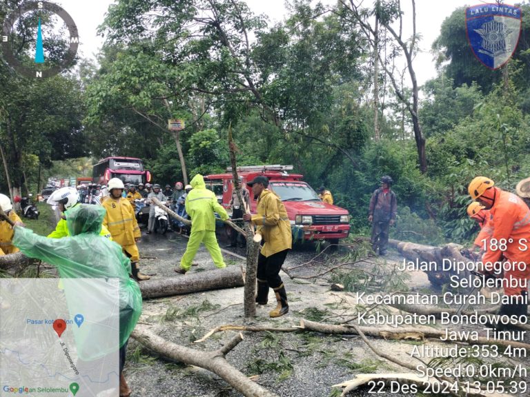 Personil pos Yan Polres Bondowoso Bersama Instansi Terkait Gerak Cepat Evakuasi Pohon Tumbang di Jalan