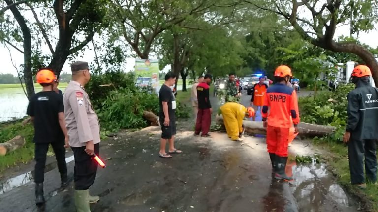 Polisi Evakuasi Sejumlah Pohon Tumbang di Wilayah Ngawi