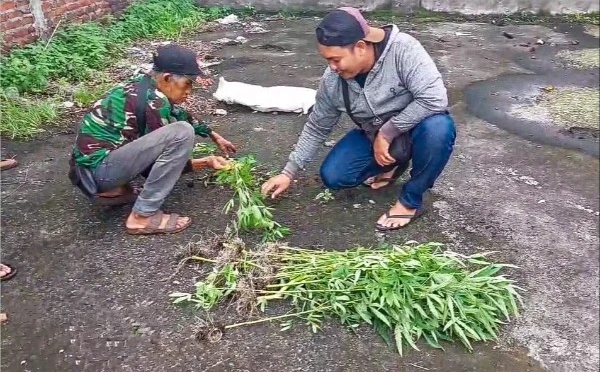 Polsek Gedangan dan Polresta Sidoarjo Selidiki Tanaman Ganja di Tongkrongan Anjal-Punk