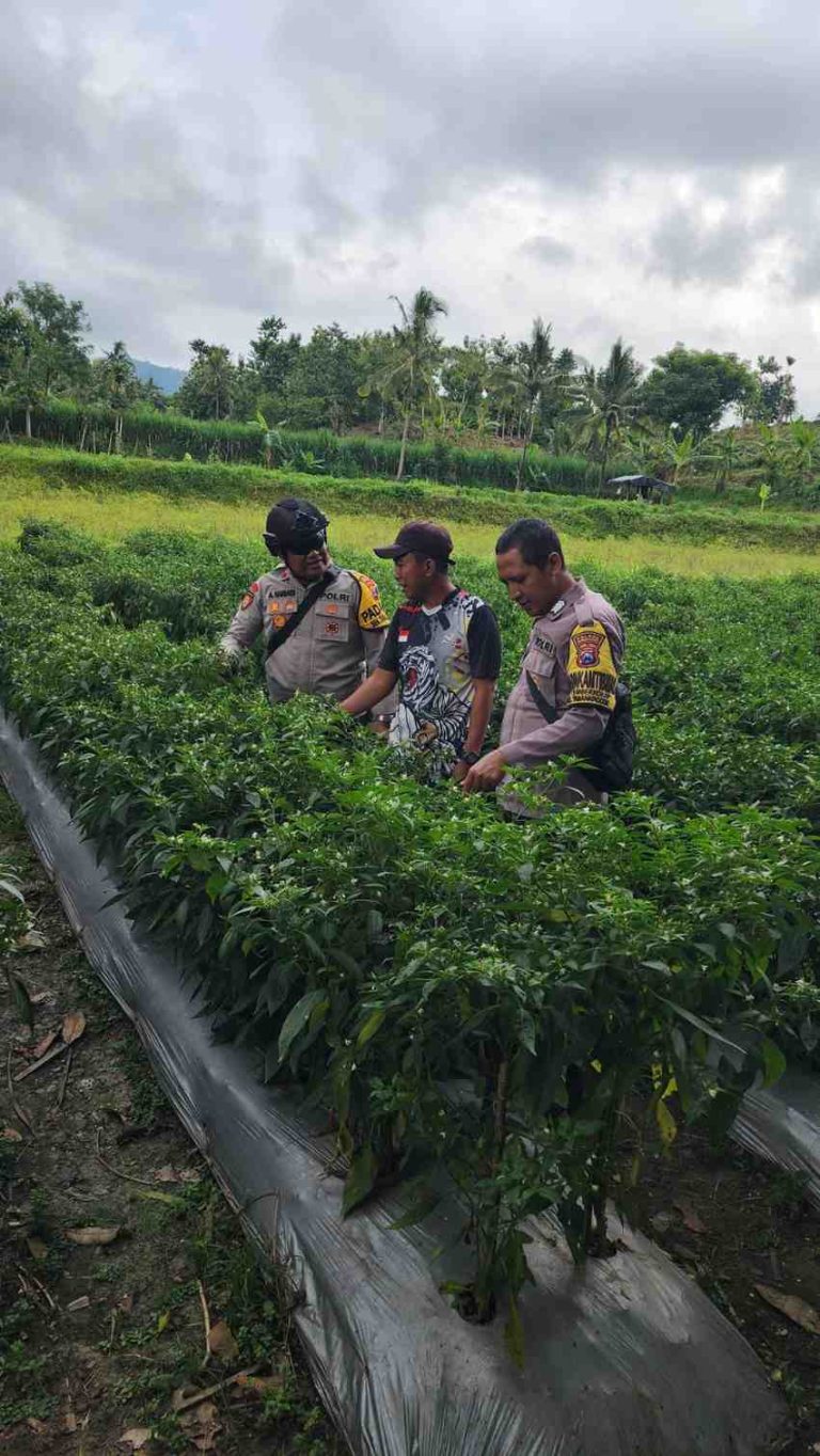 Bhabinkamtibmas mengecek ketahanan pangan tanaman lombok warga taman krocok
