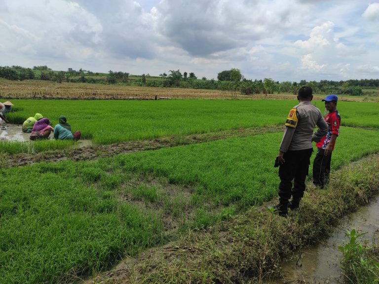Bhabinkamtibmas Polsek Bubulan Hadir Dampingi Petani Dukung Program Ketahanan Pangan Nasional