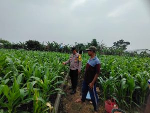 Dukung Ketahanan Pangan, Polres Nganjuk Dampingi Petani Jagung Tingkatkan Produksi di Kedungmlaten