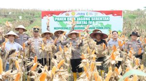 Polres Nganjuk Dukung Swasembada Pangan Lewat Panen Raya Jagung Serentak di Rejoso